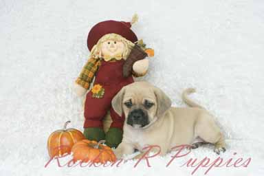 1st generation puggle puppies
