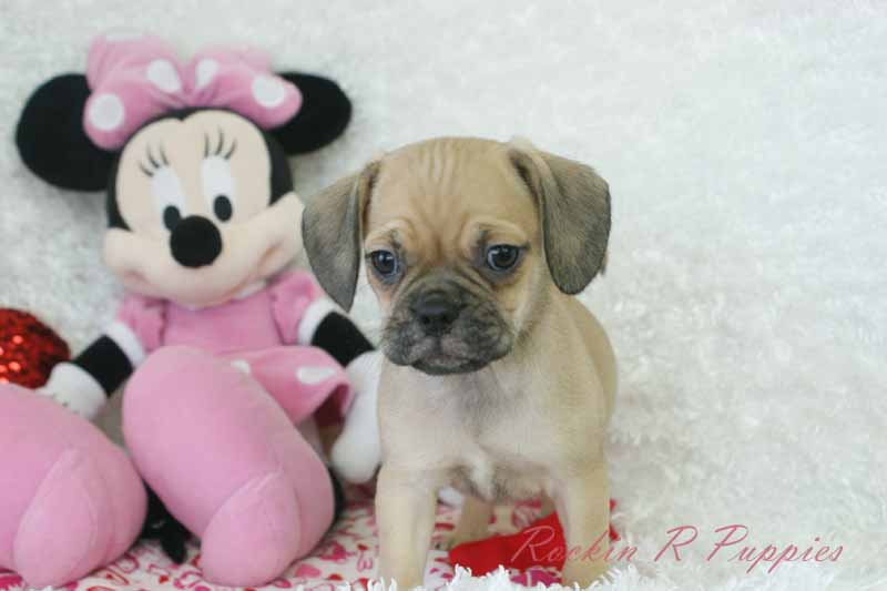 Cinnamon Rockin R Puppies