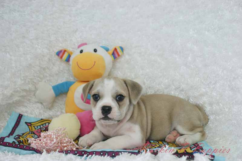 Clover Rockin R Puppies