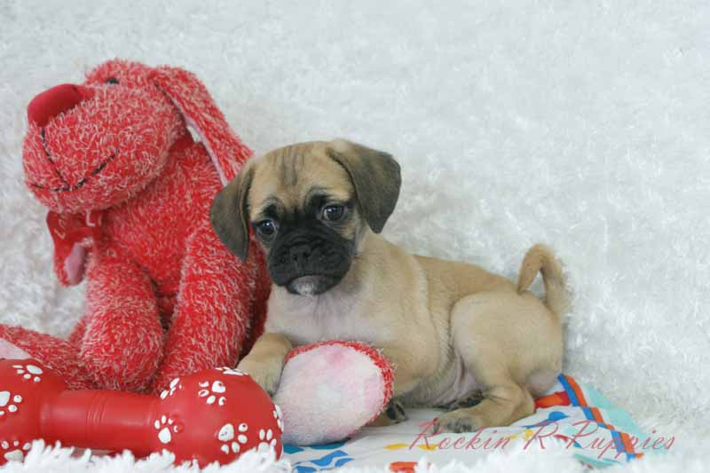 Eddie Rockin R Puppies