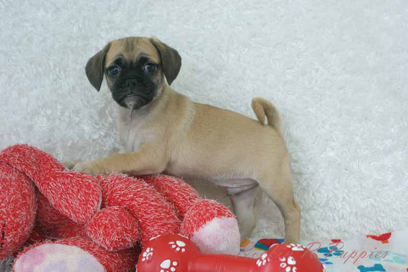 Eddie Rockin R Puppies