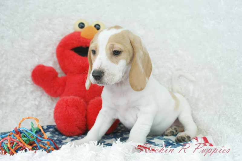 Hank Rockin R Puppies