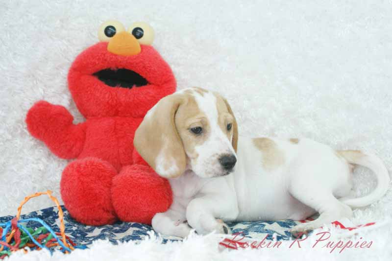 Hank Rockin R Puppies