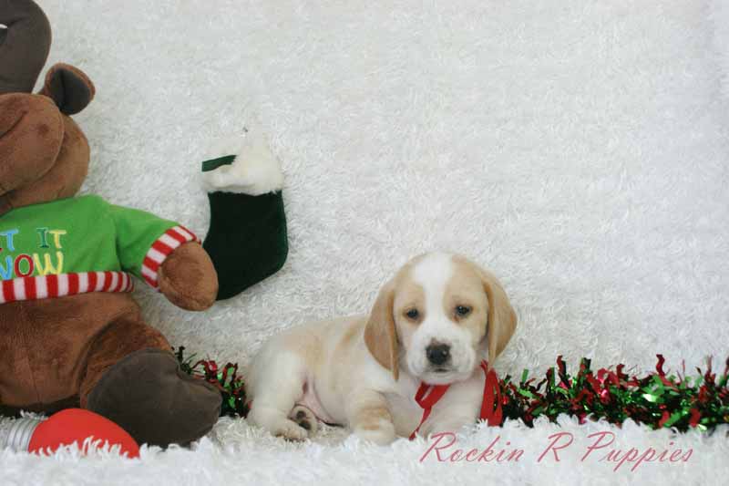 Johnny Rockin R Puppies