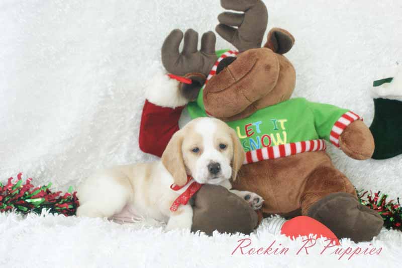 Johnny Rockin R Puppies