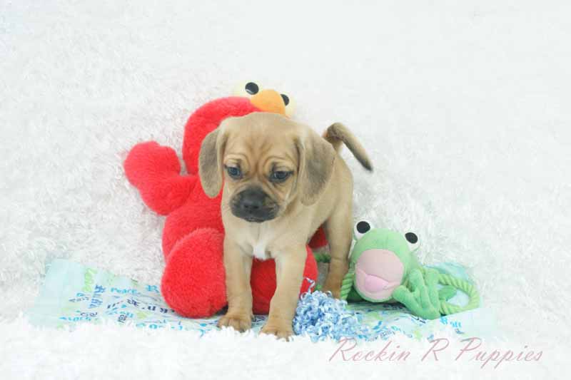 Mickey Rockin R Puppies