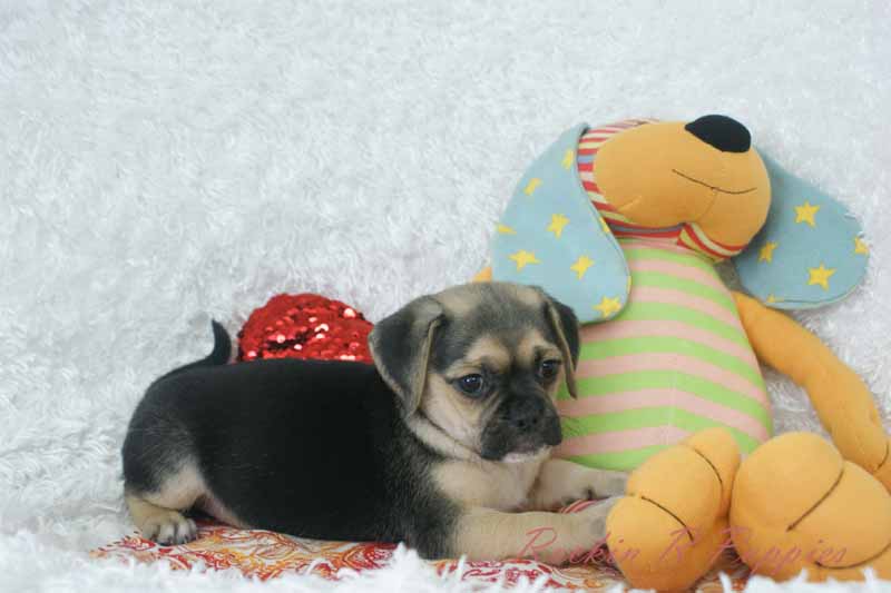 Pepper Rockin R Puppies