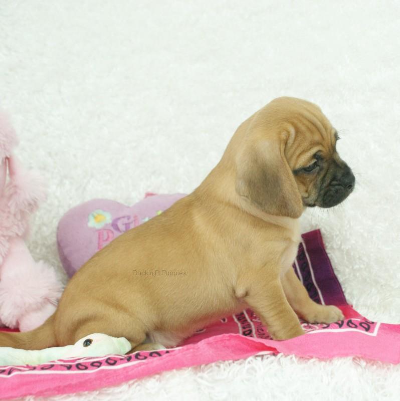 puppy go here litter box