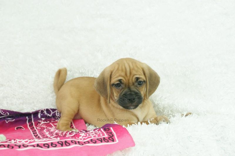 apricot puggle