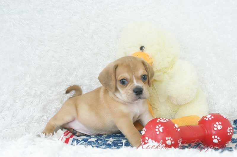 Ripley Rockin R Puppies