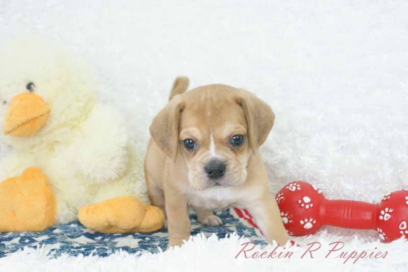 Ripley Rockin R Puppies