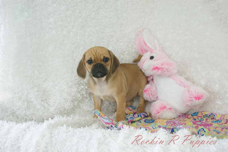 Summer Rockin R Puppies