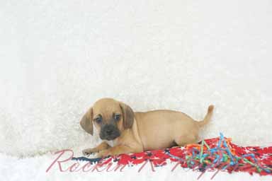 1st generation puggle puppies