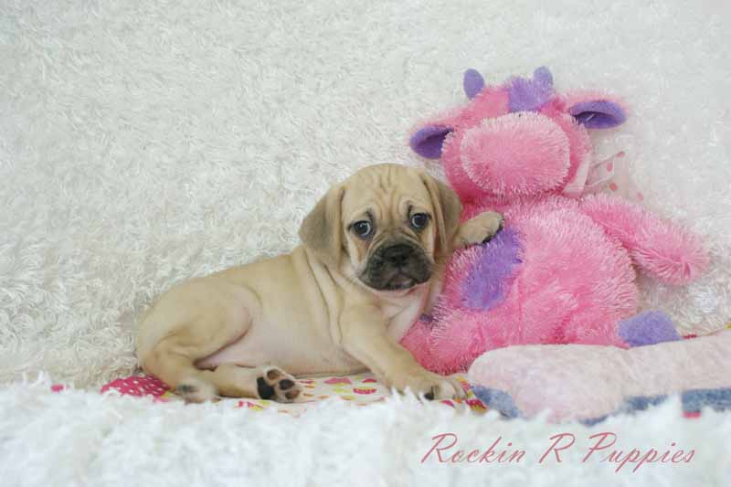 Almond Rockin R Puppies