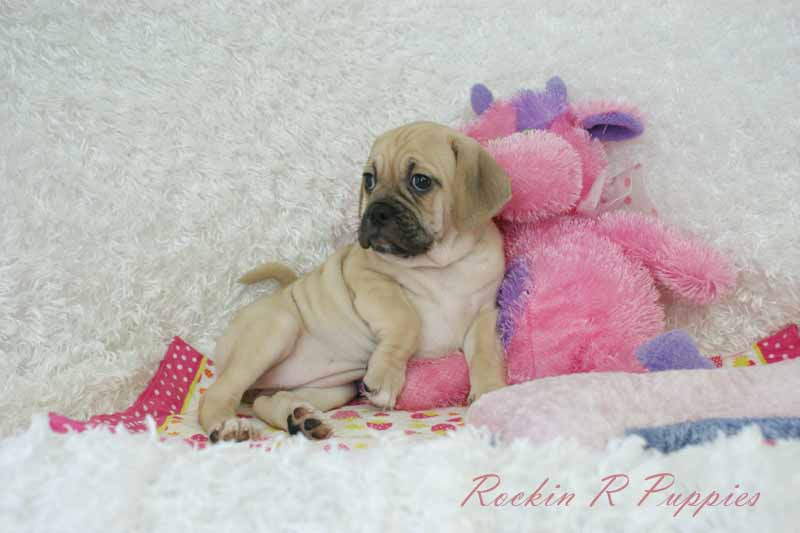 Almond Rockin R Puppies