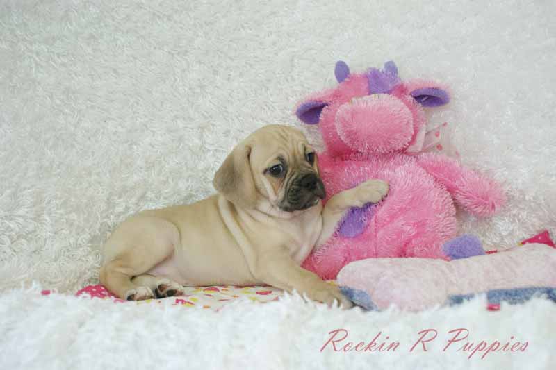 Almond Rockin R Puppies