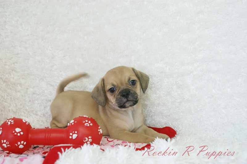 Almond Rockin R Puppies