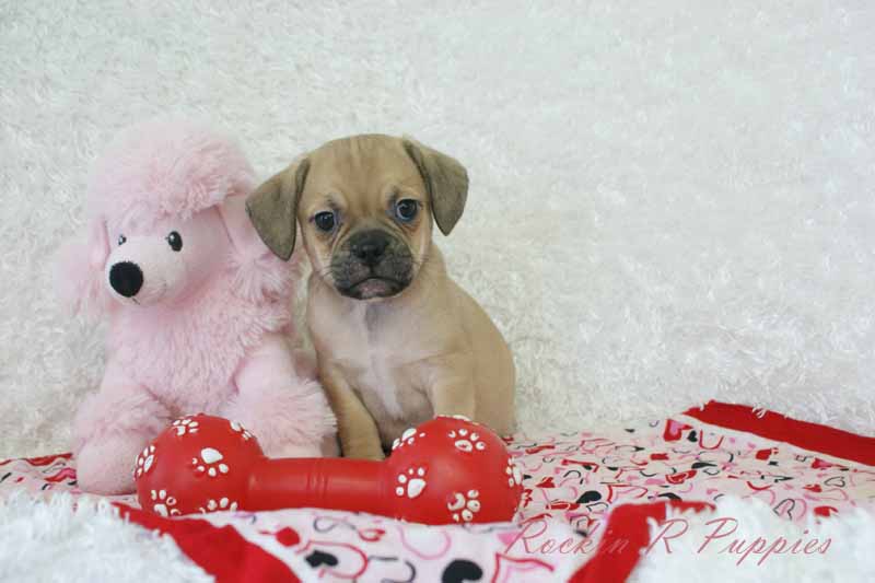 Almond Rockin R Puppies