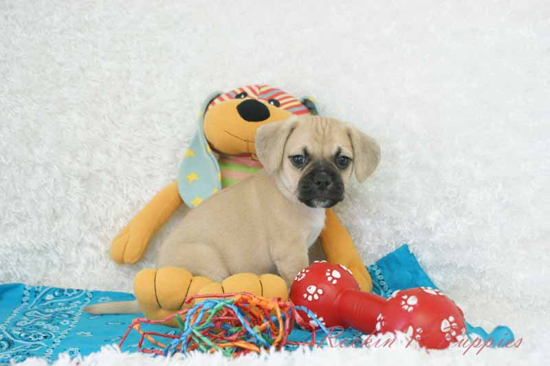 Bean Rockin R Puppies