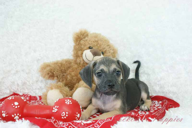 Beau: Rockin R Puppies