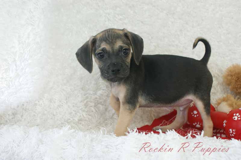 Rock En R Beau: Rockin R Puppies