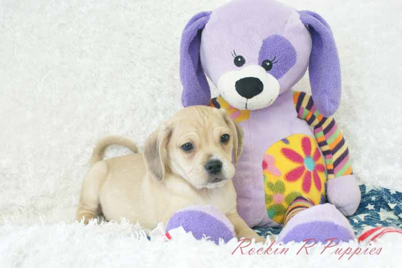 Cruze Rockin R Puppies