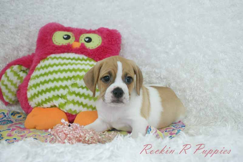 Darcy: Rockin R Puppies