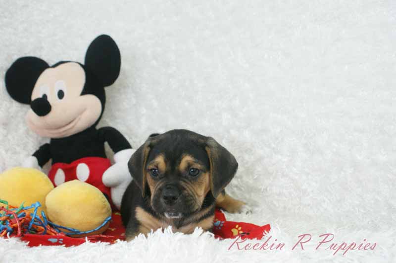 Joey Rockin R Puppies