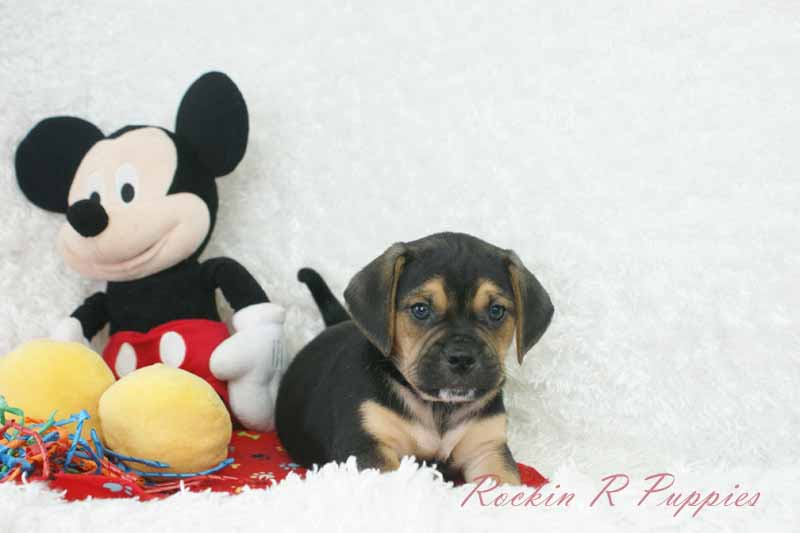 Joey Rockin R Puppies