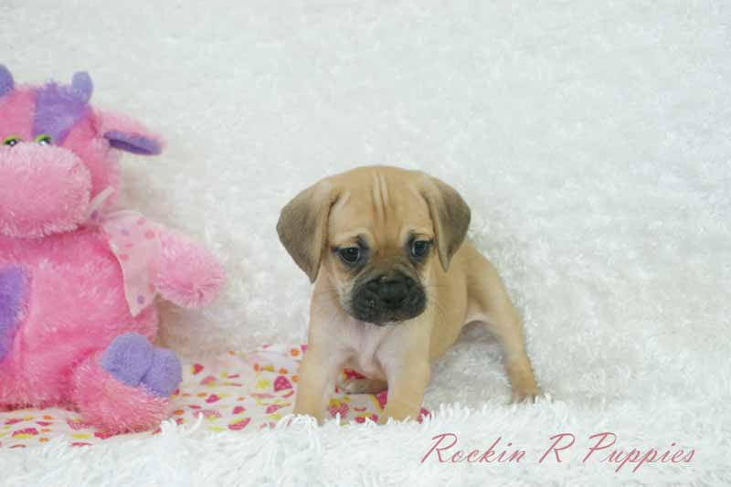 Kira: Rockin R Puppies