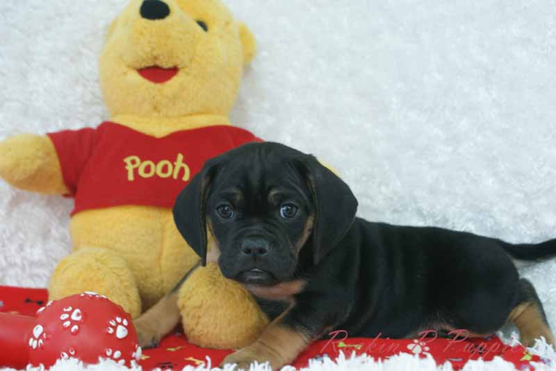 Murray Rockin R Puppies