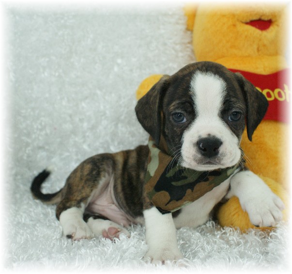 Aspen Boggle Rockin R Puppies