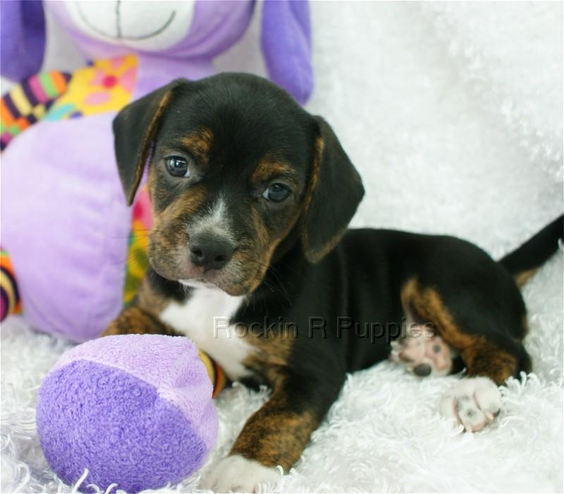 Axel Boggle Rockin R Puppies