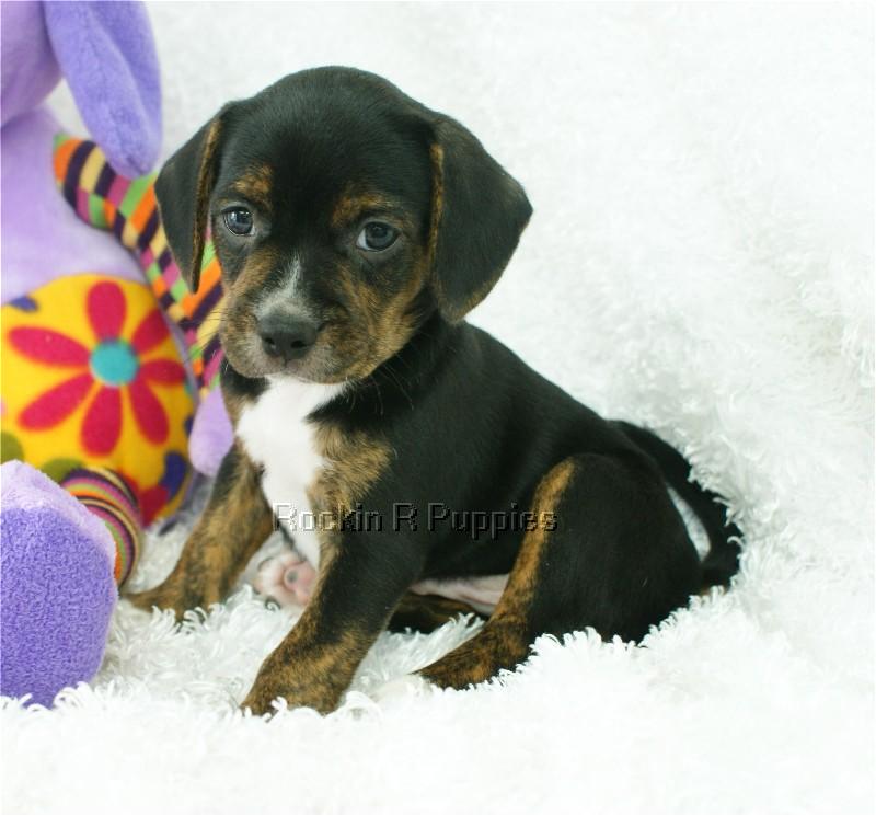 Axel Boggle Rockin R Puppies