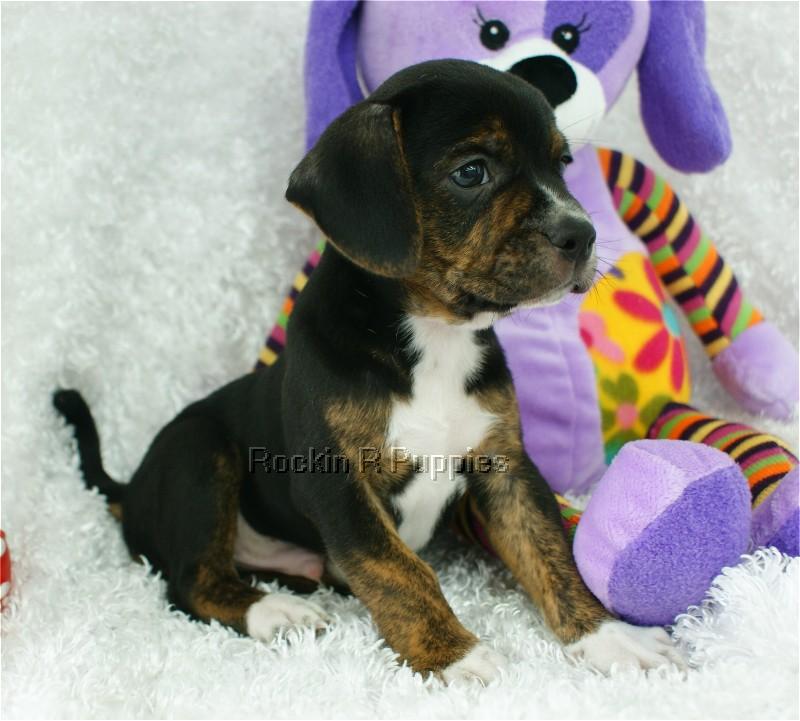 Axel Boggle Rockin R Puppies