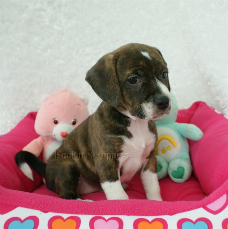 Blossom Boggle Rockin R Puppies