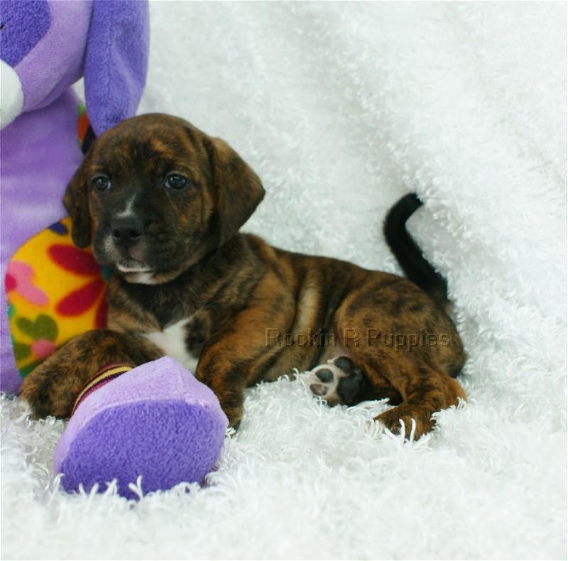 Bugsy Boggle Rockin R Puppies