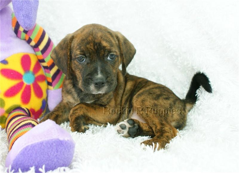 Bugsy Boggle Rockin R Puppies