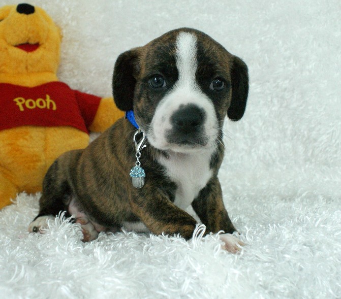 Buzz Boggle Rockin R Puppies