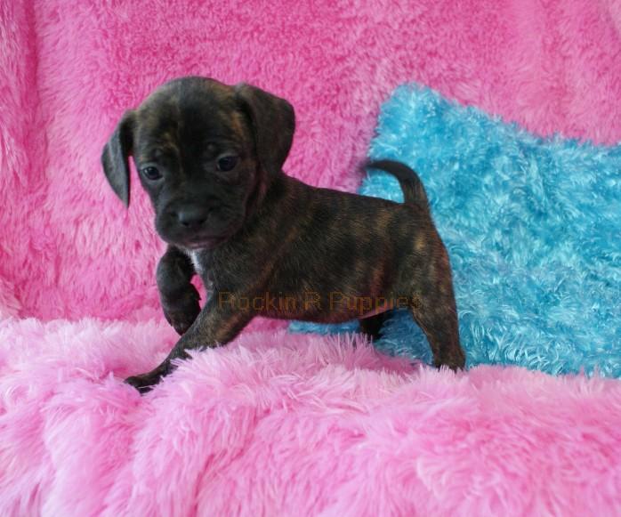Caddy Boggle Rockin R Puppies