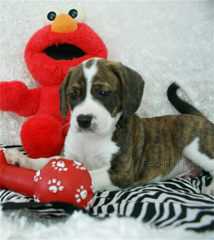 Murphy Boggle Rockin R Puppies