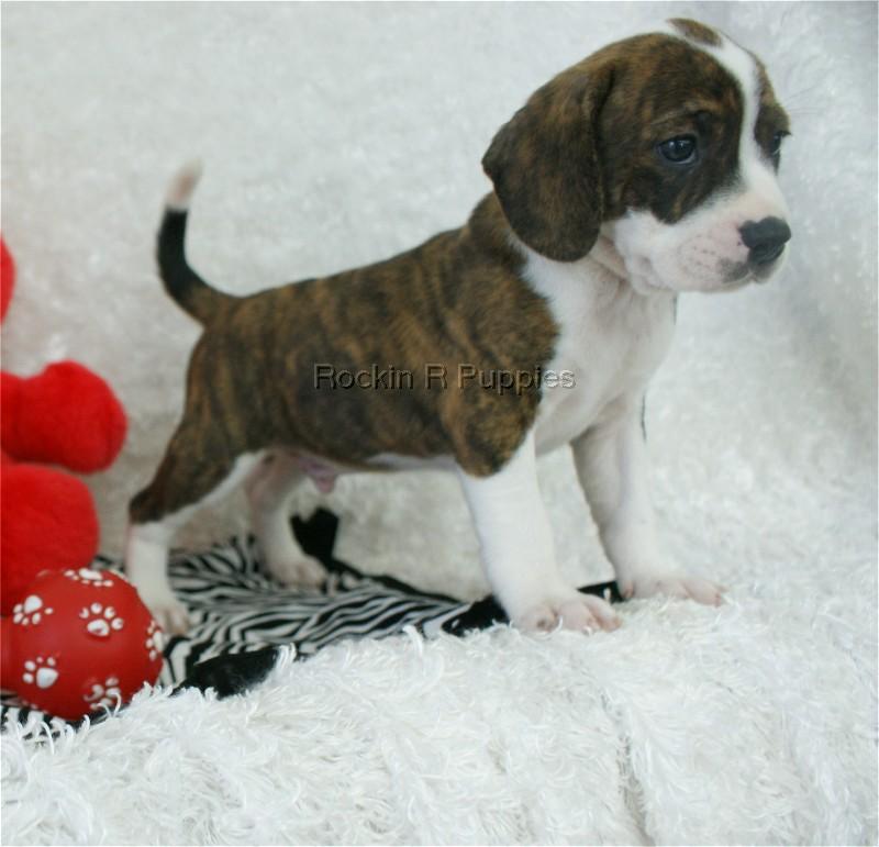 Murphy Boggle Rockin R Puppies