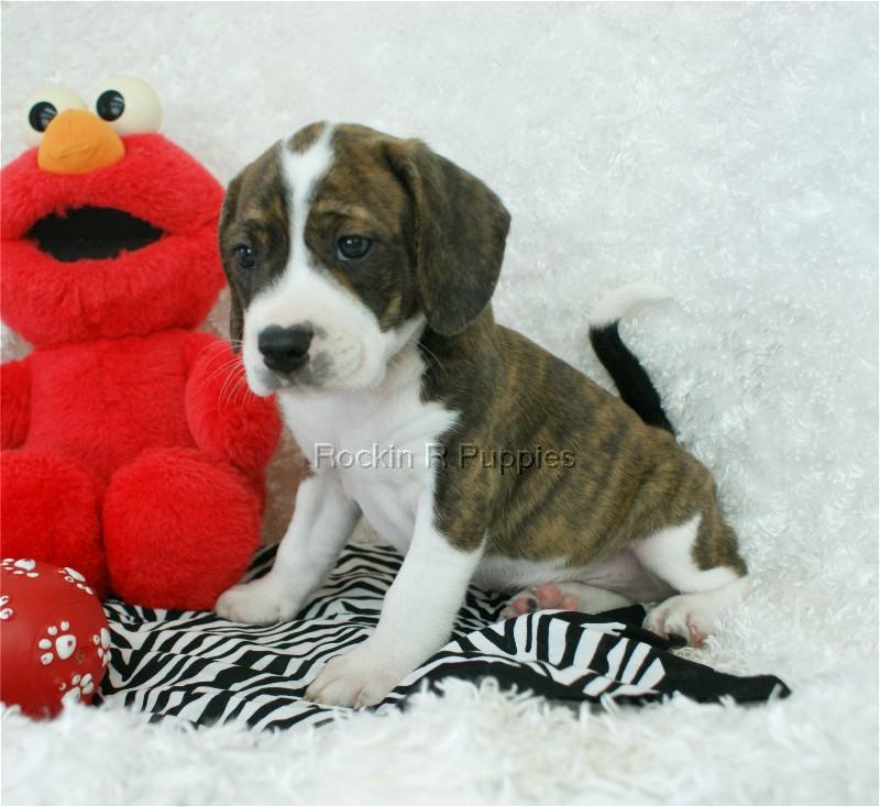 Murphy Boggle Rockin R Puppies