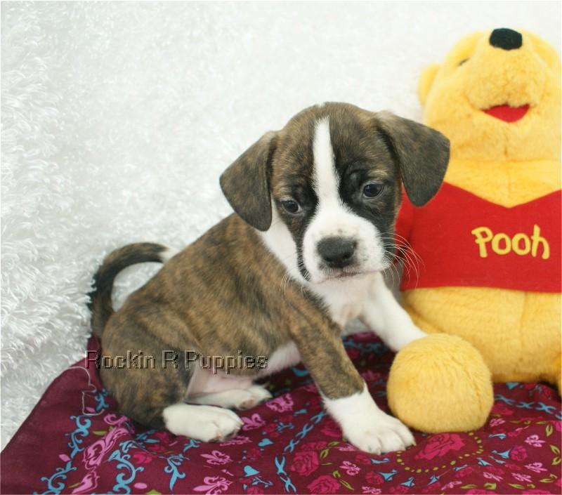 Petey Boggle Rockin R Puppies
