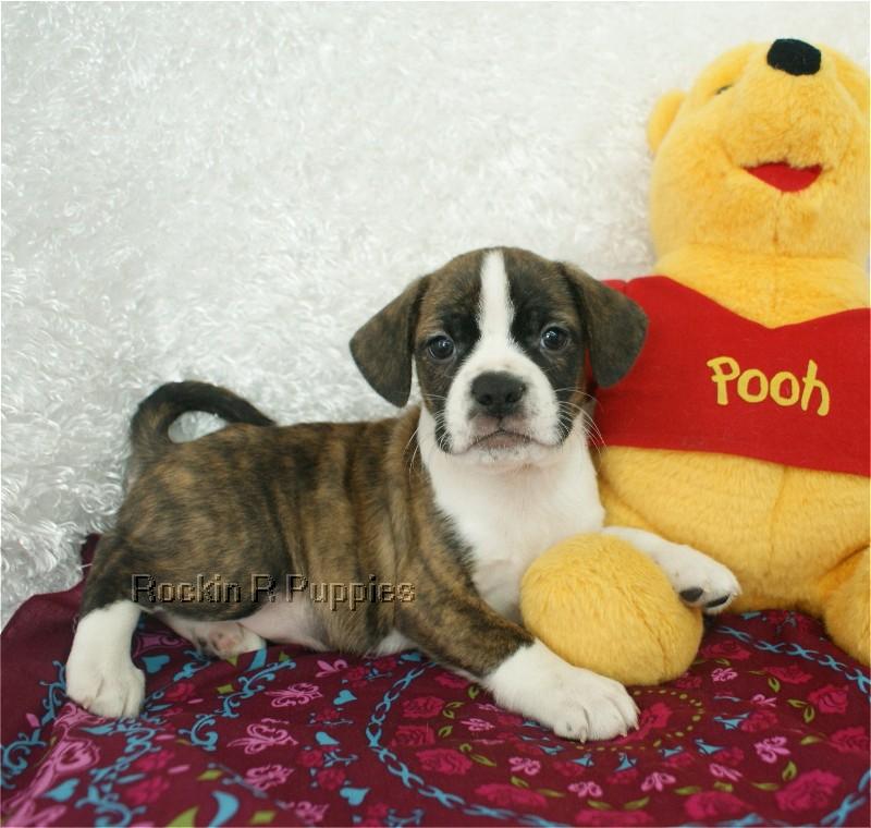 Petey Boggle Rockin R Puppies