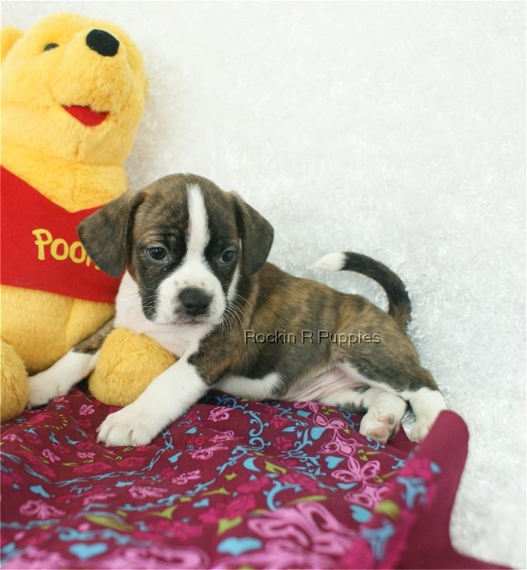 Petey Boggle Rockin R Puppies