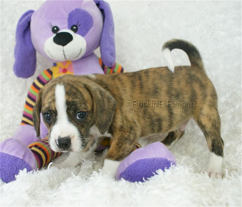 Rufus Boggle Rockin R Puppies