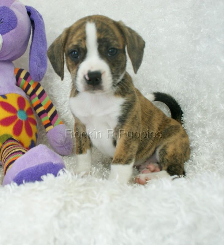 Rufus Boggle Rockin R Puppies