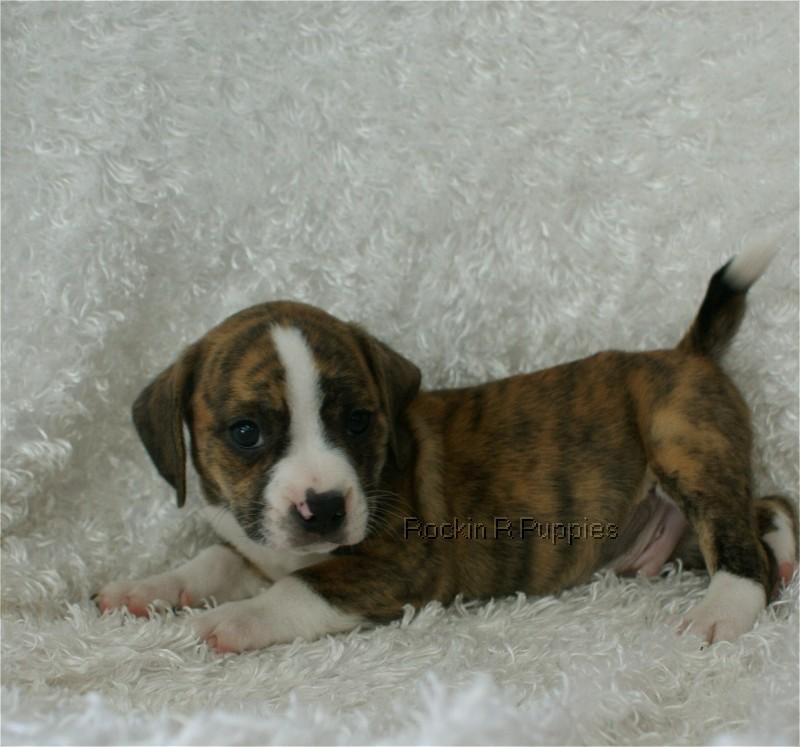 Rufus Boggle Rockin R Puppies