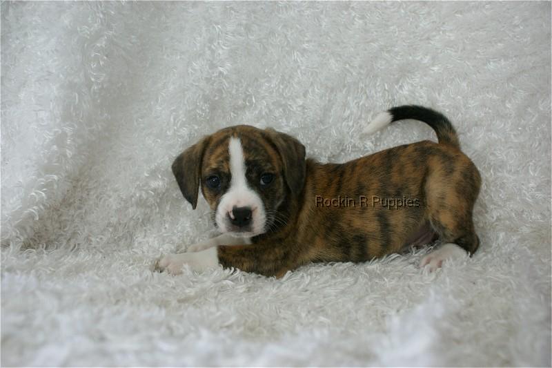 Rufus Boggle Rockin R Puppies